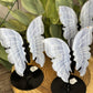 Blue Lace Butterfly on Stand