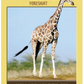 Power Animal Oracle Cards: A 44 Card Deck with Guidebook