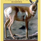 Power Animal Oracle Cards: A 44 Card Deck with Guidebook
