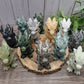 Baby Dragon - Large