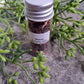 Hibiscus - Magick Herbs (Bagged)