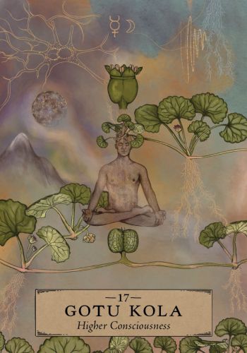 The Herbal Astrology Oracle A 55-Card Deck and Guidebook