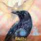 Archangel Animal Oracle Cards: A 44-Card Deck and Guidebook