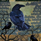 Urban Crow Oracle A 54-Card Deck and Guidebook